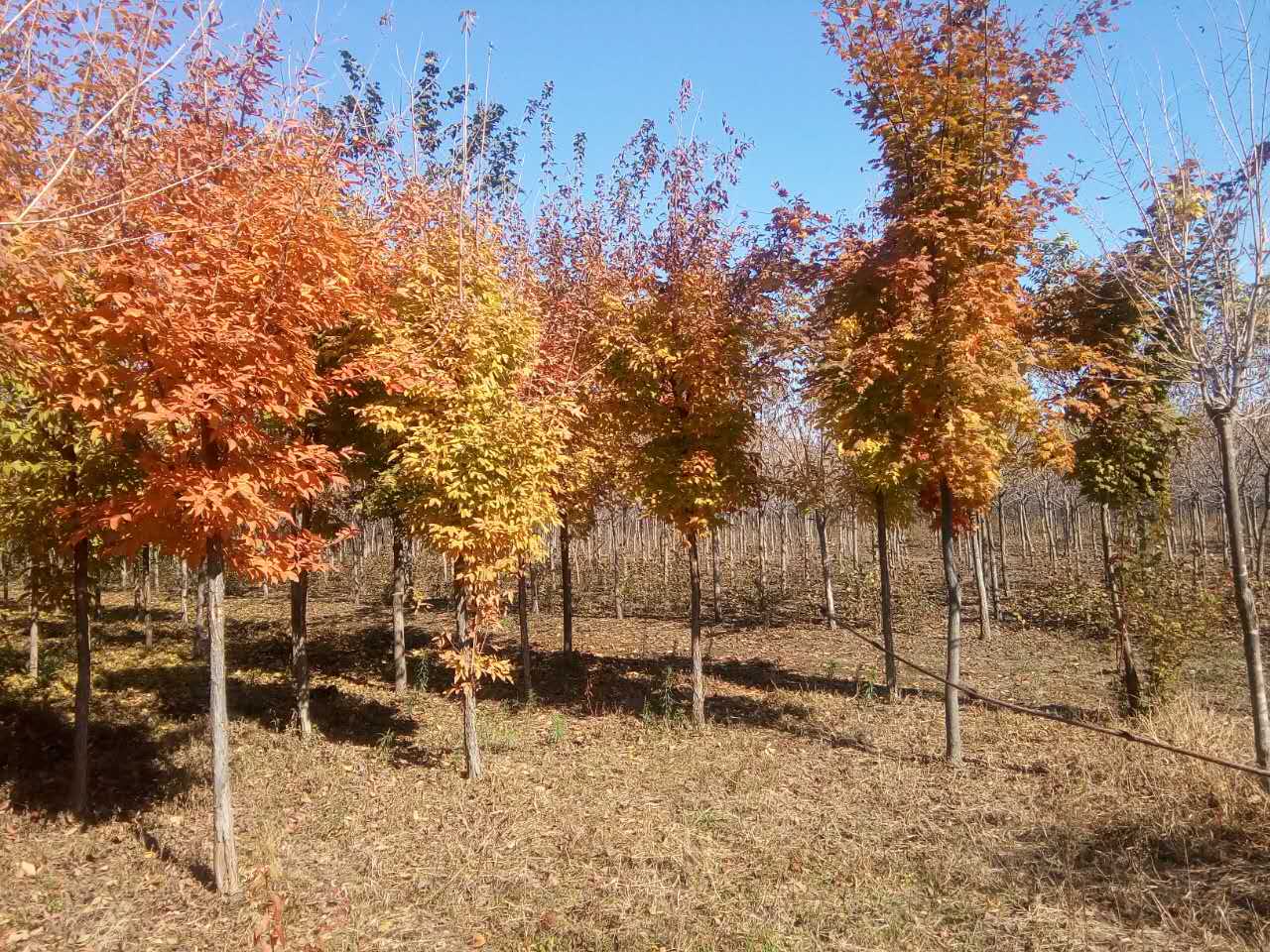 ԰ֹ˾2.jpg